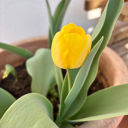 B&B Il Tulipano Como Exterior foto